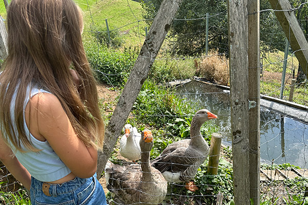Die Gänse freuen sich über Besuch
