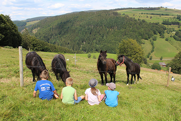 Unsere Pferde genießen die Zeit auf der saftigen Weide