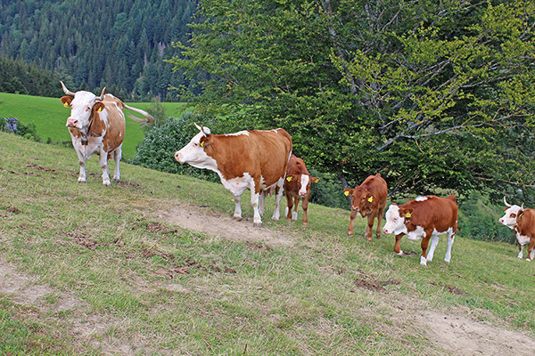 Hier fühlen sich unsere Kühe wohl