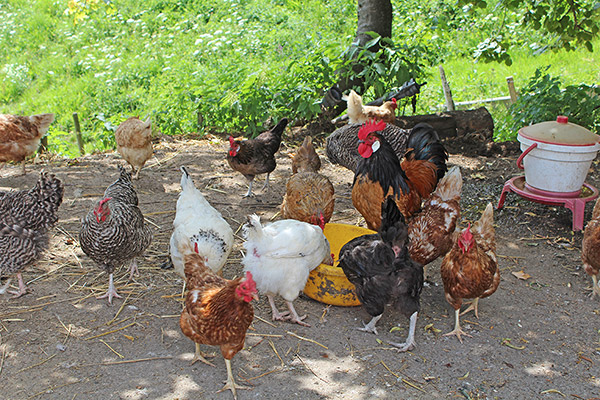 Für Frühstückseier ist hier stets gesorgt