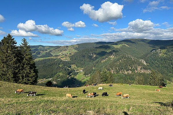 Freuen Sie sich auf Ihren Urlaub im Münstertal