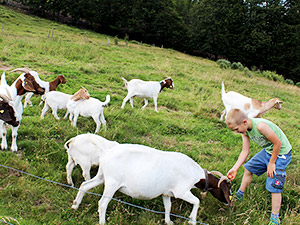 Ferien auf dem Bauernhof in Münstertal