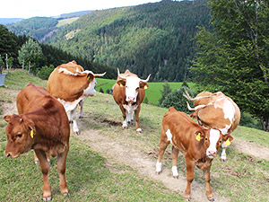 Ferien auf dem Bauernhof in Münstertal