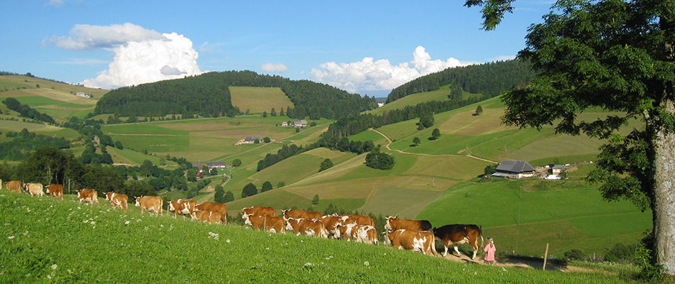 Ferienwohnung im Breitnauhof - Mnstertal im Schwarzwald / Black Forest